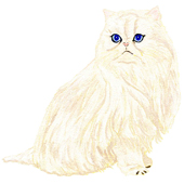 beige cat